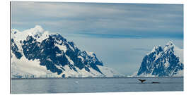 Cuadro de plexi-alu Two Humpbacks Feed On Krill in Antarctica