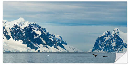 Selvklebende plakat Two Humpbacks Feed On Krill in Antarctica