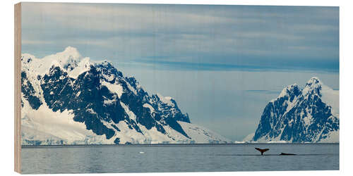 Stampa su legno Two Humpbacks Feed On Krill in Antarctica