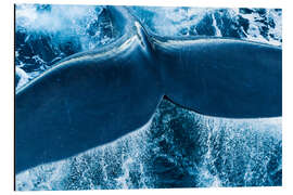 Magnettafel Schwanz eines Glattwals