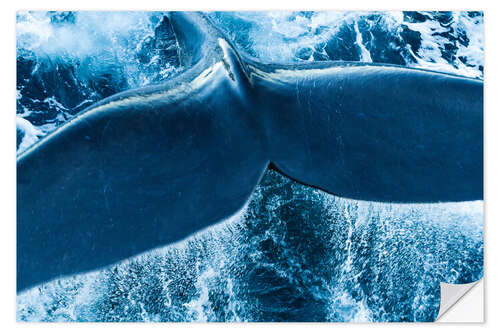 Selvklebende plakat Tail of a Right Whale Making Splashes