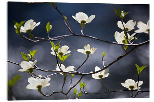 Cuadro de metacrilato Flowering Dogwood Tree