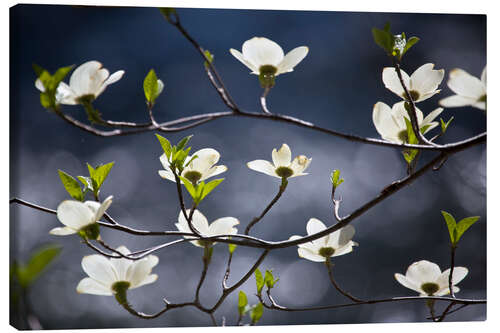 Canvastavla Flowering Dogwood Tree