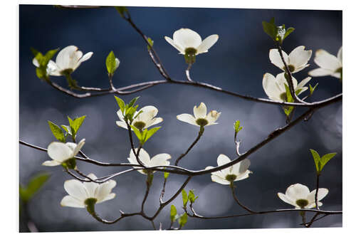 Cuadro de PVC Flowering Dogwood Tree