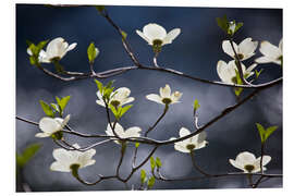 Tableau en PVC Flowering Dogwood Tree