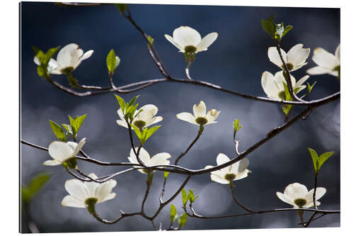 Gallery print Flowering Dogwood Tree