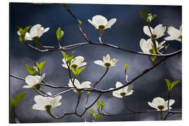 Magnettafel Blühender Hartriegelbaum