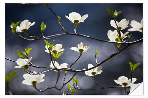 Selvklebende plakat Flowering Dogwood Tree