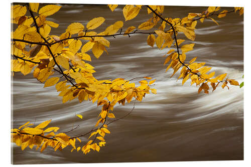 Akryylilasitaulu Beech Tree Branch Over a Flowing River