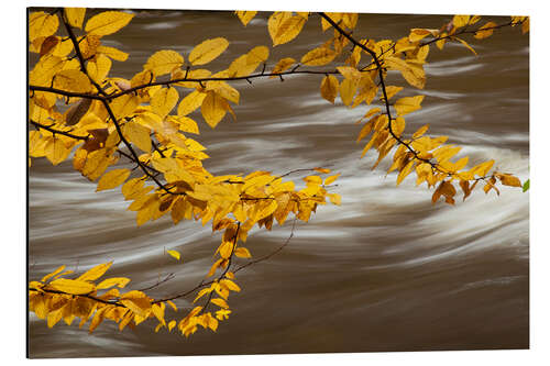 Cuadro de aluminio Beech Tree Branch Over a Flowing River