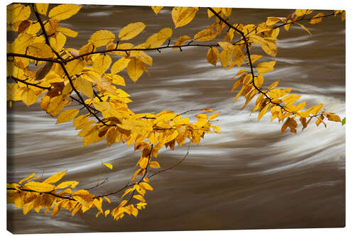 Lærredsbillede Beech Tree Branch Over a Flowing River