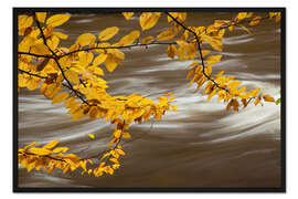 Gerahmter Kunstdruck Zweig einer Buche über einem Fluss