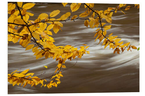 Tableau en PVC Beech Tree Branch Over a Flowing River