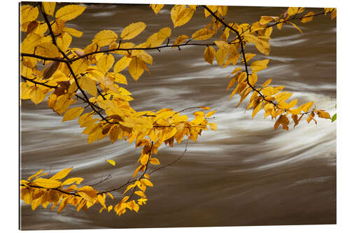 Galleriataulu Beech Tree Branch Over a Flowing River