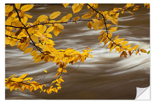 Naklejka na ścianę Beech Tree Branch Over a Flowing River