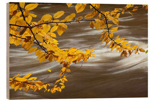 Wood print Beech Tree Branch Over a Flowing River