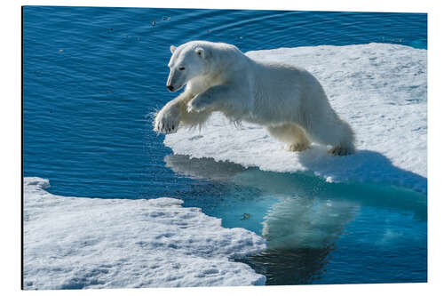 Alumiinitaulu Polar Bear Leaps on the Edge of the Sea Ice