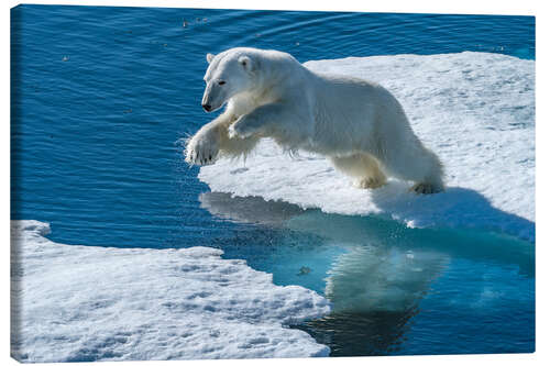 Canvas print Polar Bear Leaps on the Edge of the Sea Ice