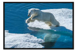 Gerahmter Kunstdruck Eisbär springt über den Rand des Meereises