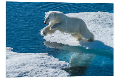 Bilde på skumplate Polar Bear Leaps on the Edge of the Sea Ice