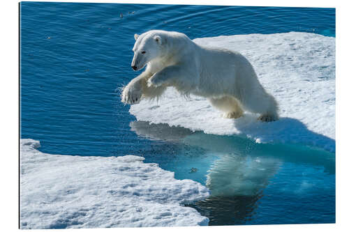 Galleriprint Polar Bear Leaps on the Edge of the Sea Ice