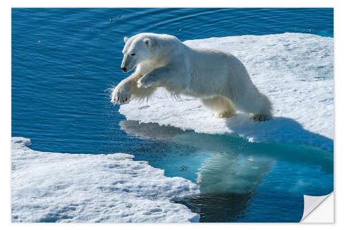 Selvklebende plakat Polar Bear Leaps on the Edge of the Sea Ice