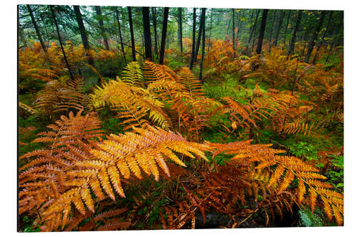 Aluminiumtavla Autumn Colours Emerge in a Woodland Stand of Fern Plants