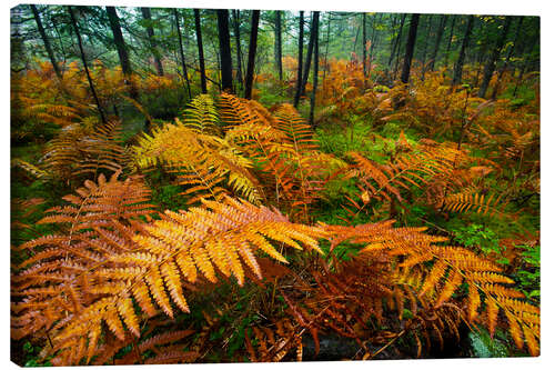 Tableau sur toile Autumn Colours Emerge in a Woodland Stand of Fern Plants