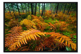 Gerahmter Kunstdruck Herbstliche Farben in einem Wald mit Farnpflanzen