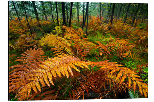 Gallery print Autumn Colours Emerge in a Woodland Stand of Fern Plants