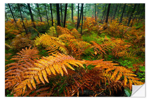 Selvklebende plakat Autumn Colours Emerge in a Woodland Stand of Fern Plants