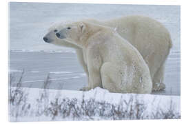 Acrylic print Sweet Couple of Polar Bears on the Coast of Hudson Bay