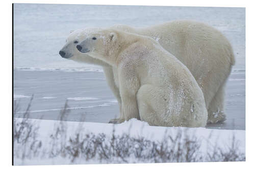 Alubild Süßes Eisbärenpaar an der Küste der Hudson Bay