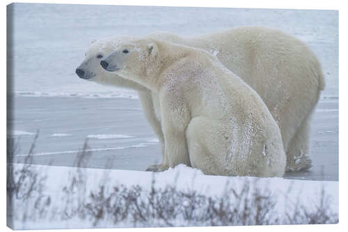 Canvastavla Sweet Couple of Polar Bears on the Coast of Hudson Bay