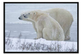 Gerahmter Kunstdruck Süßes Eisbärenpaar an der Küste der Hudson Bay