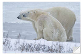 Naklejka na ścianę Sweet Couple of Polar Bears on the Coast of Hudson Bay