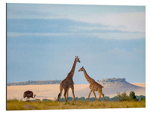 Aluminium print Masai Giraffe and Ostrich in Serengeti National Park