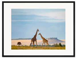 Gerahmter Kunstdruck Giraffe und Strauß im Serengeti-Nationalpark