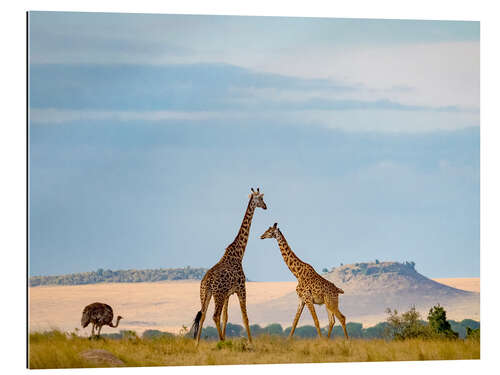 Galleriprint Masai Giraffe and Ostrich in Serengeti National Park