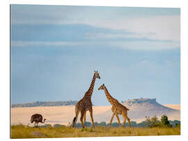 Gallery print Masai Giraffe and Ostrich in Serengeti National Park