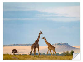 Selvklebende plakat Masai Giraffe and Ostrich in Serengeti National Park