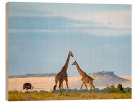 Wood print Masai Giraffe and Ostrich in Serengeti National Park