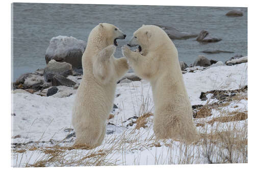 Acrylic print Polar Bears Sparring on the Coast of Hudson Bay