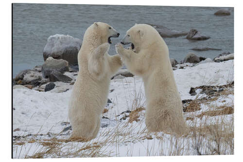 Aluminiumtavla Polar Bears Sparring on the Coast of Hudson Bay