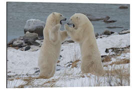 Quadro em alumínio Polar Bears Sparring on the Coast of Hudson Bay