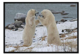 Gerahmter Kunstdruck Eisbären beim Sparring an der Küste der Hudson Bay