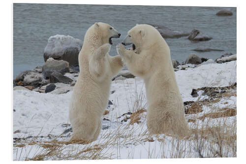 Bilde på skumplate Polar Bears Sparring on the Coast of Hudson Bay