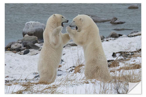 Sisustustarra Polar Bears Sparring on the Coast of Hudson Bay