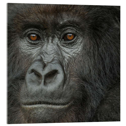 Acrylglas print Portrait of a Mountain Gorilla from the Umubano Group