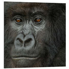 Tableau en aluminium Portrait of a Mountain Gorilla from the Umubano Group